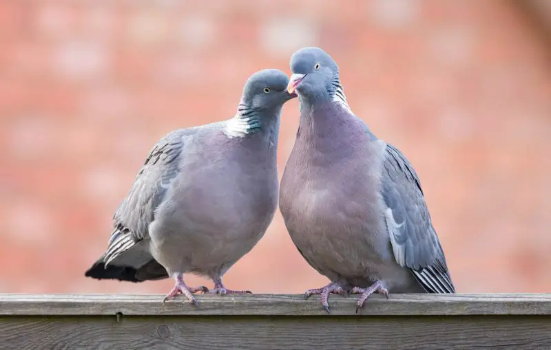 7 Characteristics of Pigeons