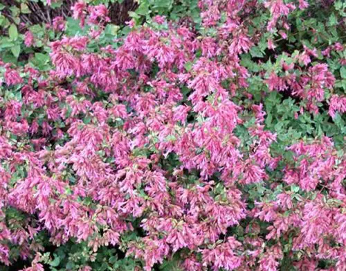 15 Types of Oregano Plants (With Pictures)