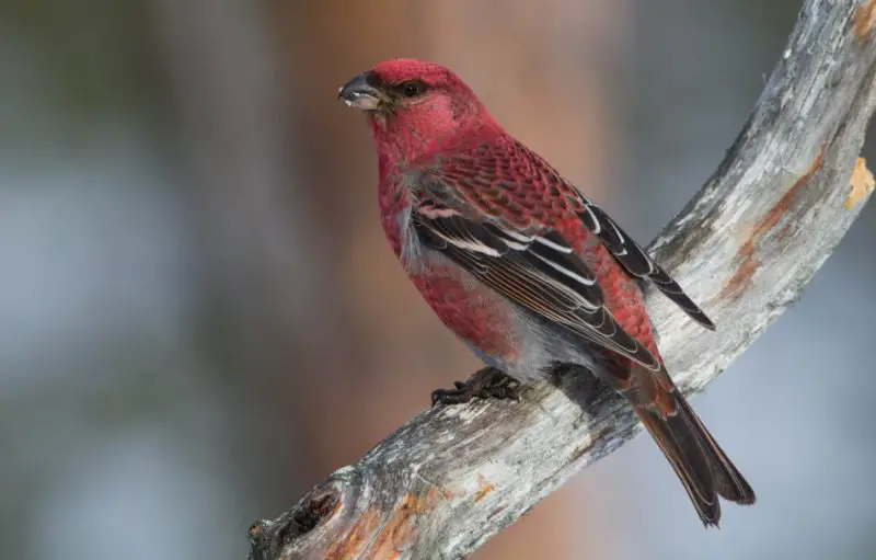 pine-grosbeak-800x511-1 Red Birds in Michigan
