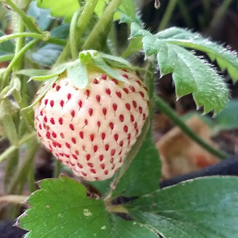 Types of Strawberry Plants