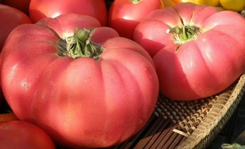 Pink Brandywine Tomato