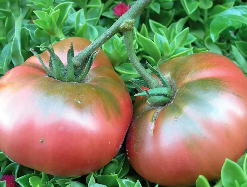 Pink Brandywine Tomato
