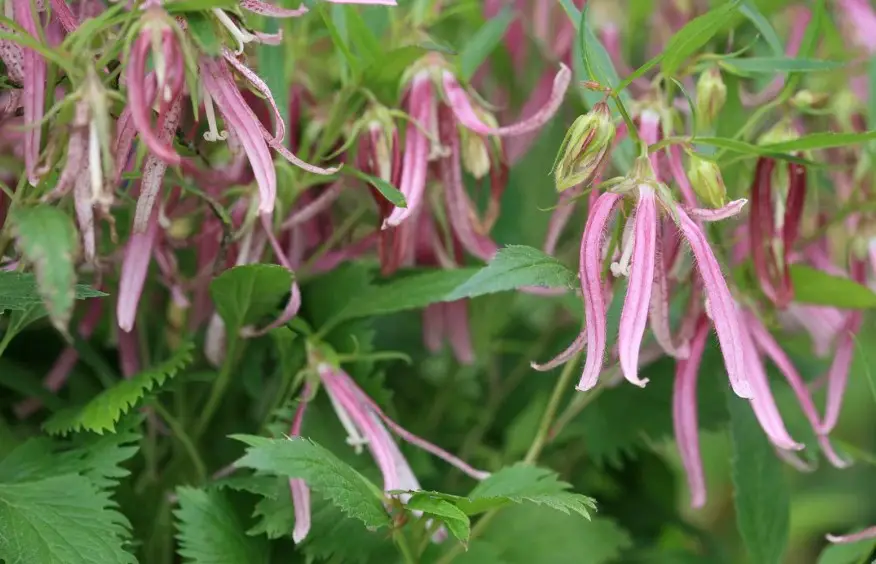 Pink and White Flowers
