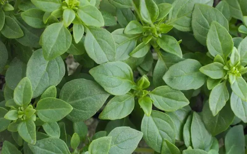 Types of Basil Plants