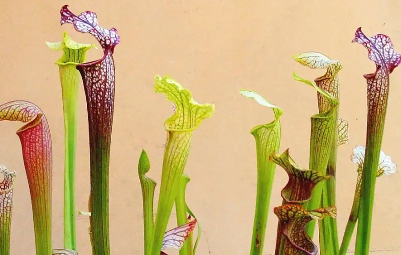 Plants That Repel Mosquitoes