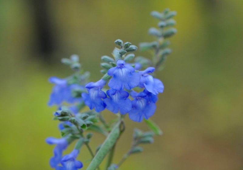 pitcher-sage-salvia-azurea-800x562-1 Plants That Repel Flies