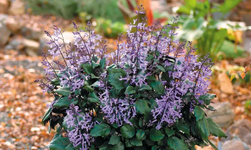 Shrubs with Purple Flowers