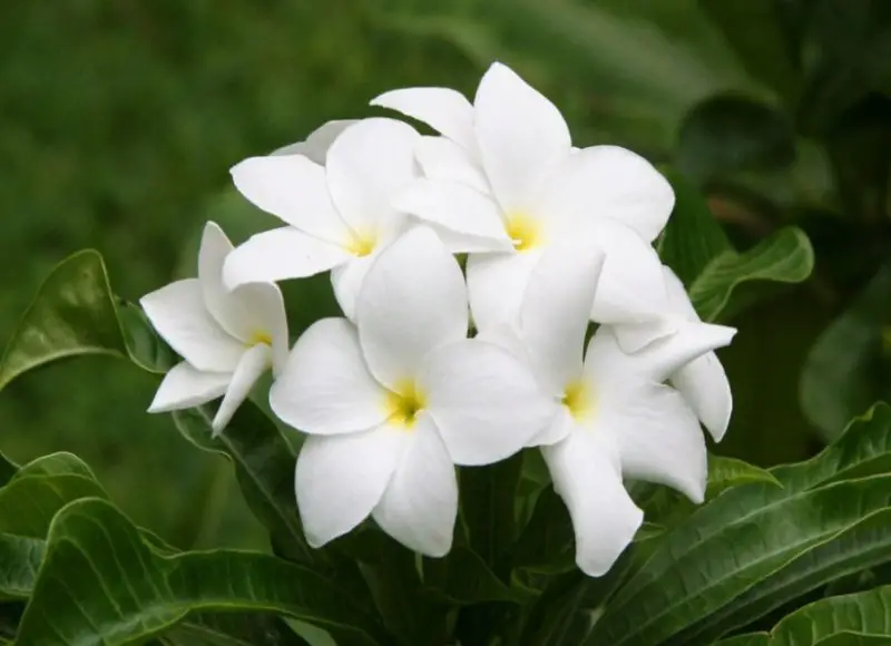 Flowers That Smell Good