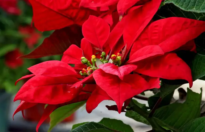 poinsettia Flowers That Are Toxic to Cats