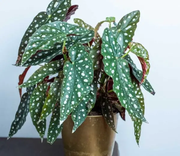 Pet Safe House Plants
