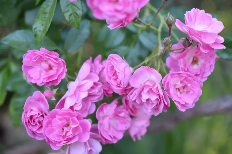 Types of Rose Plants