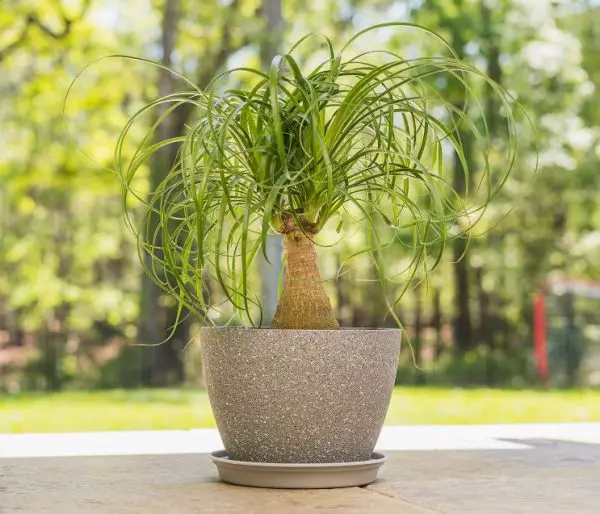 Pet Safe House Plants