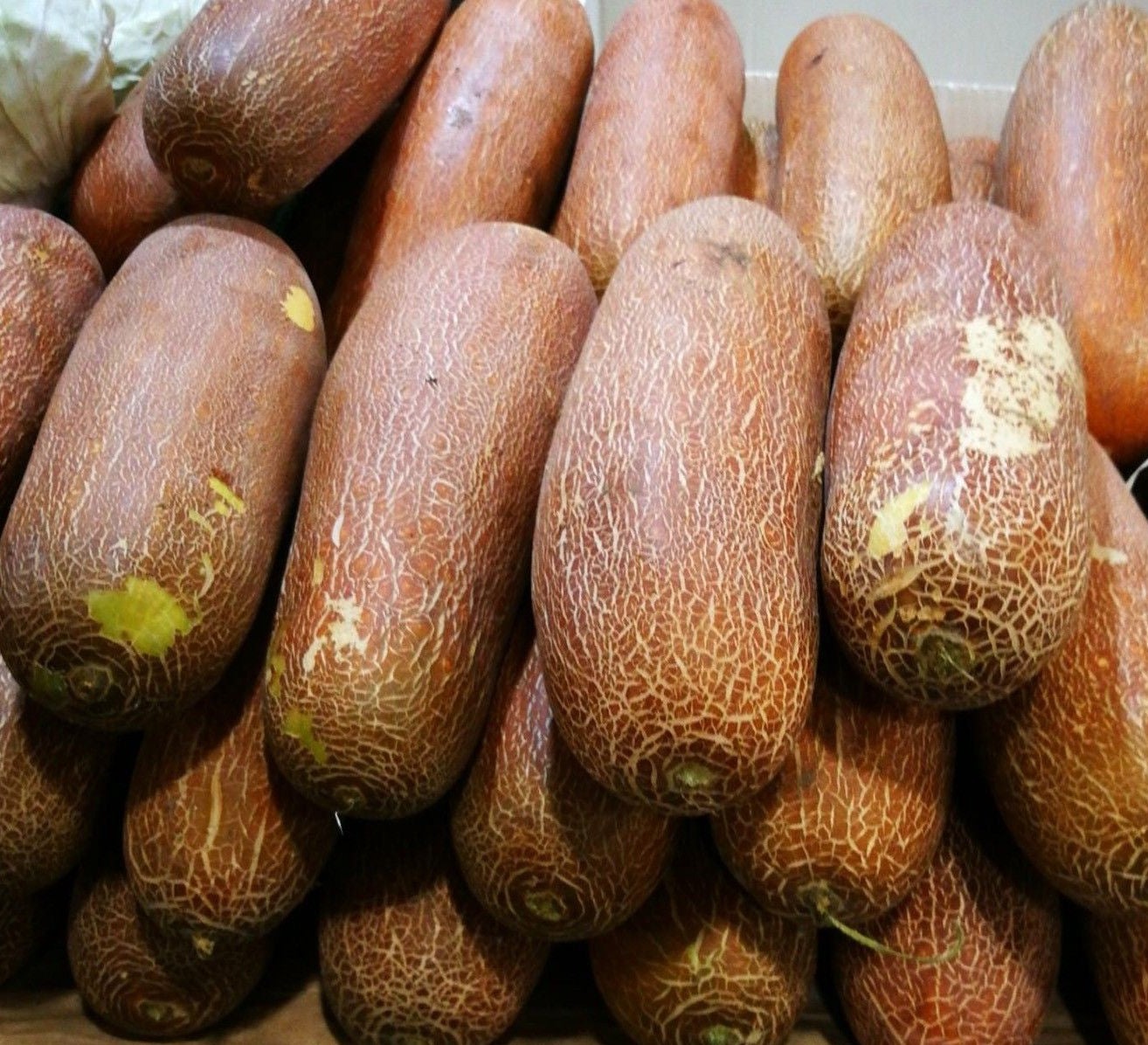 Types of Cucumber Plants