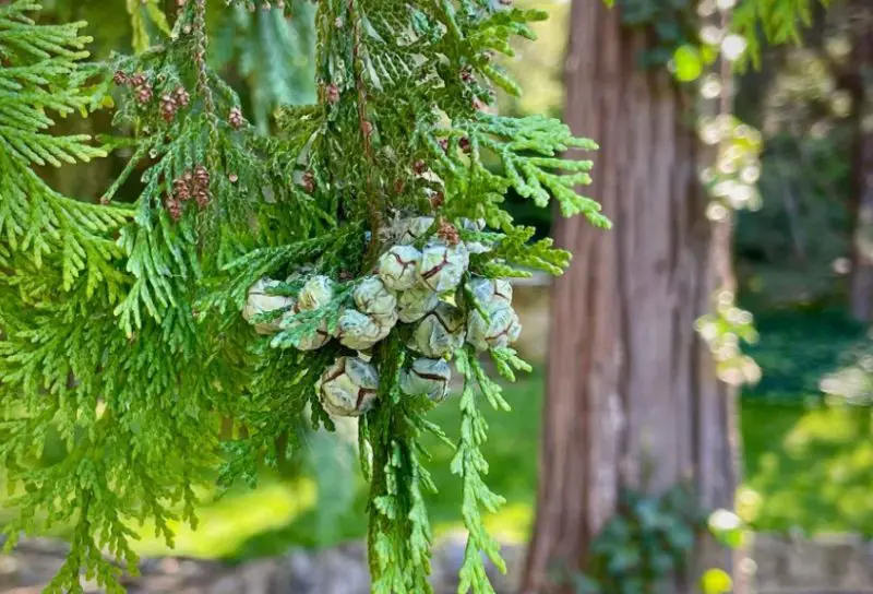 Types of Cedar Trees