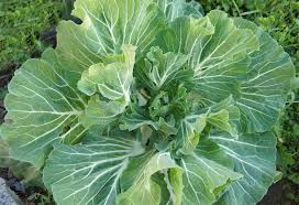 25 Types of Cabbages (With Pictures)