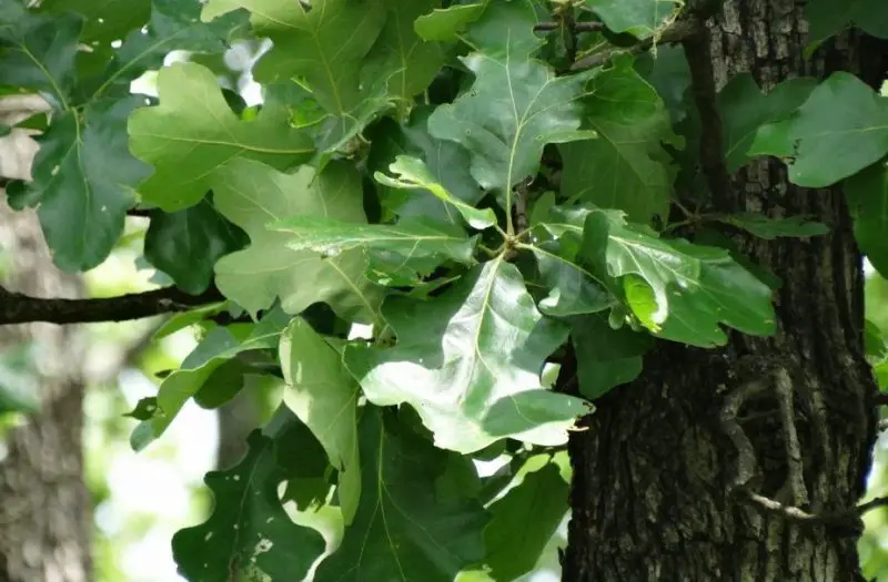 Types of Oak Trees in Texas