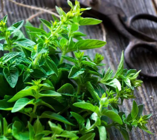 15 Types of Oregano Plants (With Pictures)