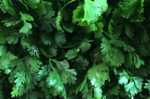 15 Types of Cilantro with Pictures