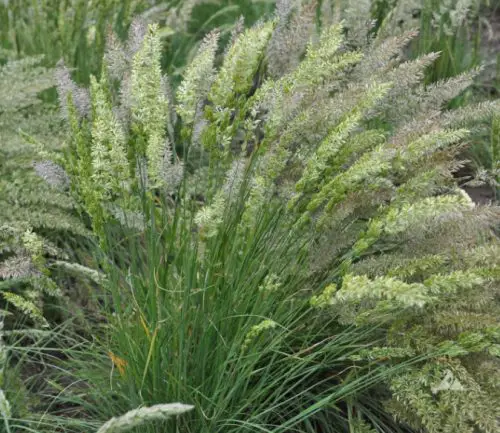 California Native Grasses