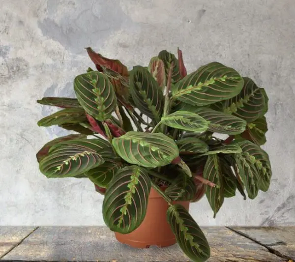 Pet Safe House Plants