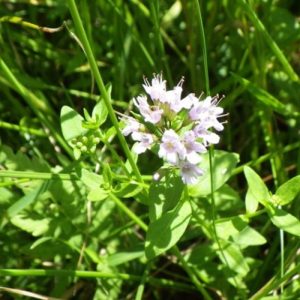 41 Types of Mint Plants (With Pictures)