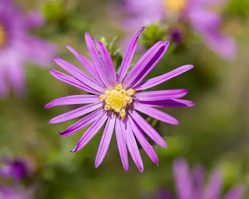 Purple Burst Aster