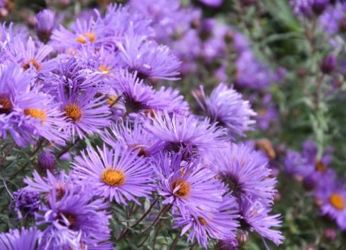 Purple Cloud Aster
