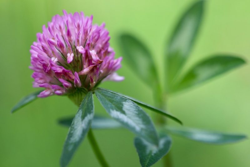 Weeds with Purple Flowers