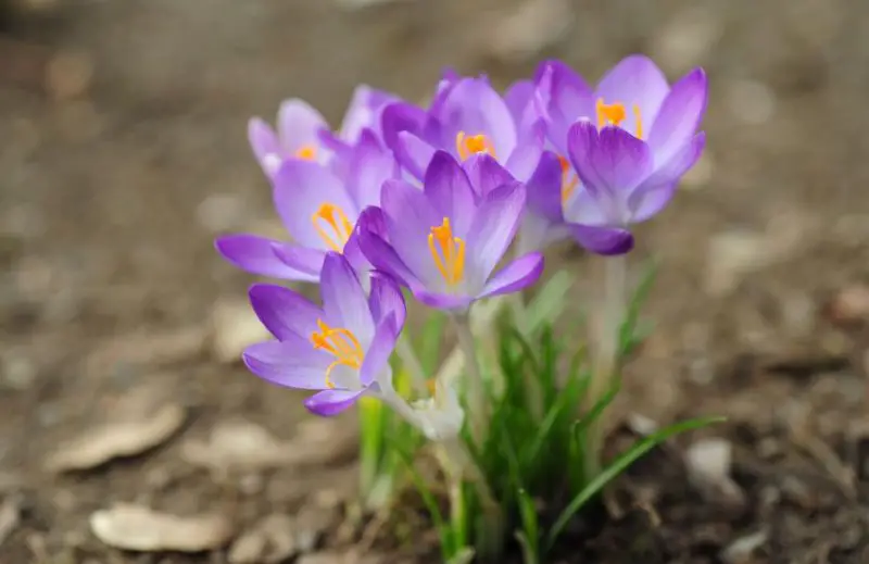 Flowers That Bloom in Spring