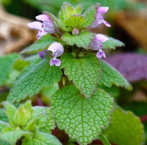 Purple Dead Nettle (Lamium Purpureum)