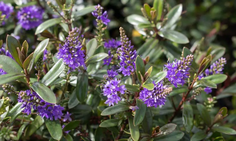 Shrubs with Purple Flowers