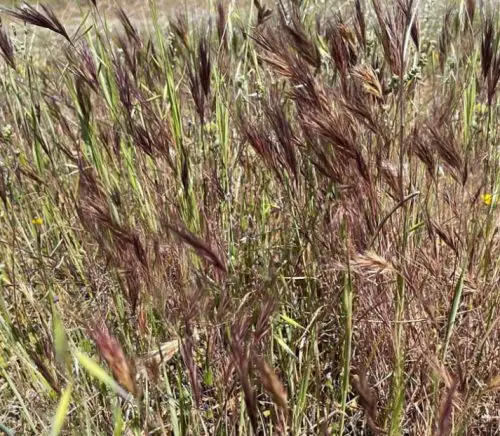 California Native Grasses