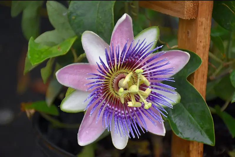 Flowers That Bloom in Spring