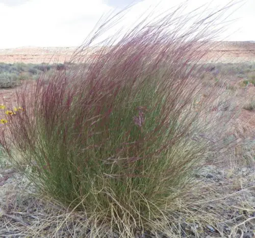 California Native Grasses