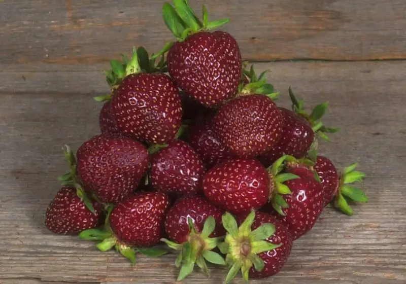 Types of Strawberry Plants