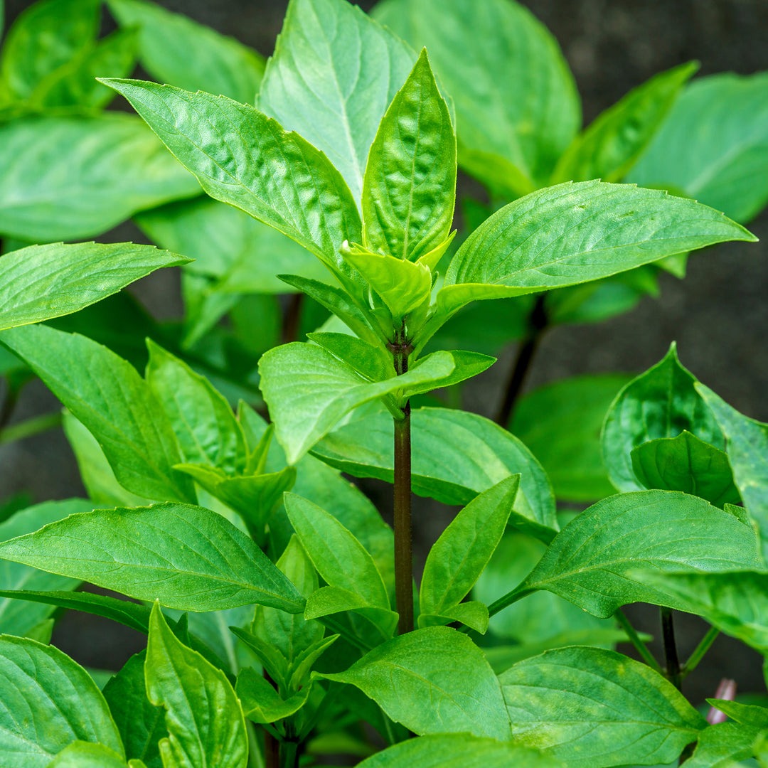 Types of Basil Plants
