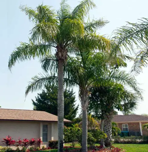 queen-palm-syagrus-romanzoffiana-486x500-1 Queen Palm (Syagrus romanzoffiana)