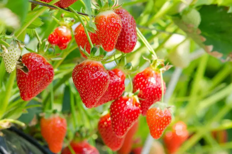 Types of Strawberry Plants