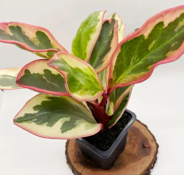 Peperomia Varieties