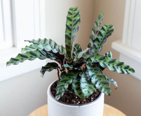 Pet Safe House Plants