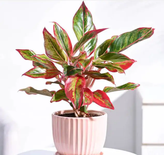 Plants with Big Leaves