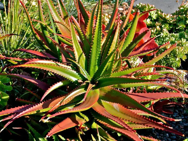 red-aloe-aloe-cameronii-800x600-1 Types of Aloe Plants