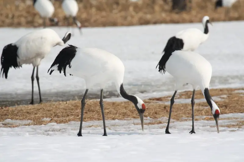 Cranes’ Seasonal Diet
