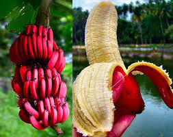 Types of Bananas