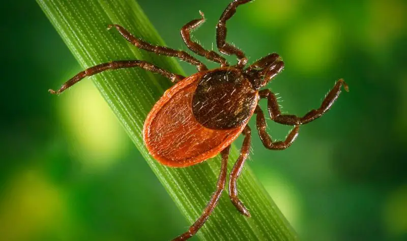 Dangerous Bugs in Missouri