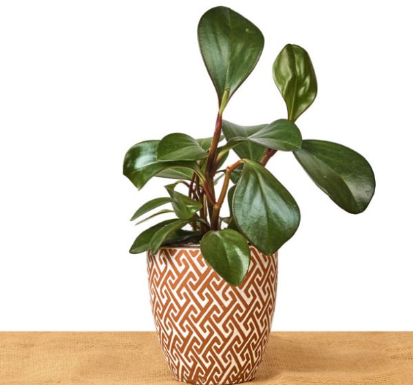 Peperomia Varieties