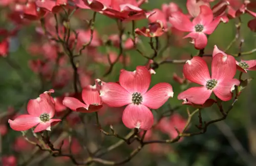 Red Flowering Dogwood Tree (Cornus florida ‘Cherokee Chief’)