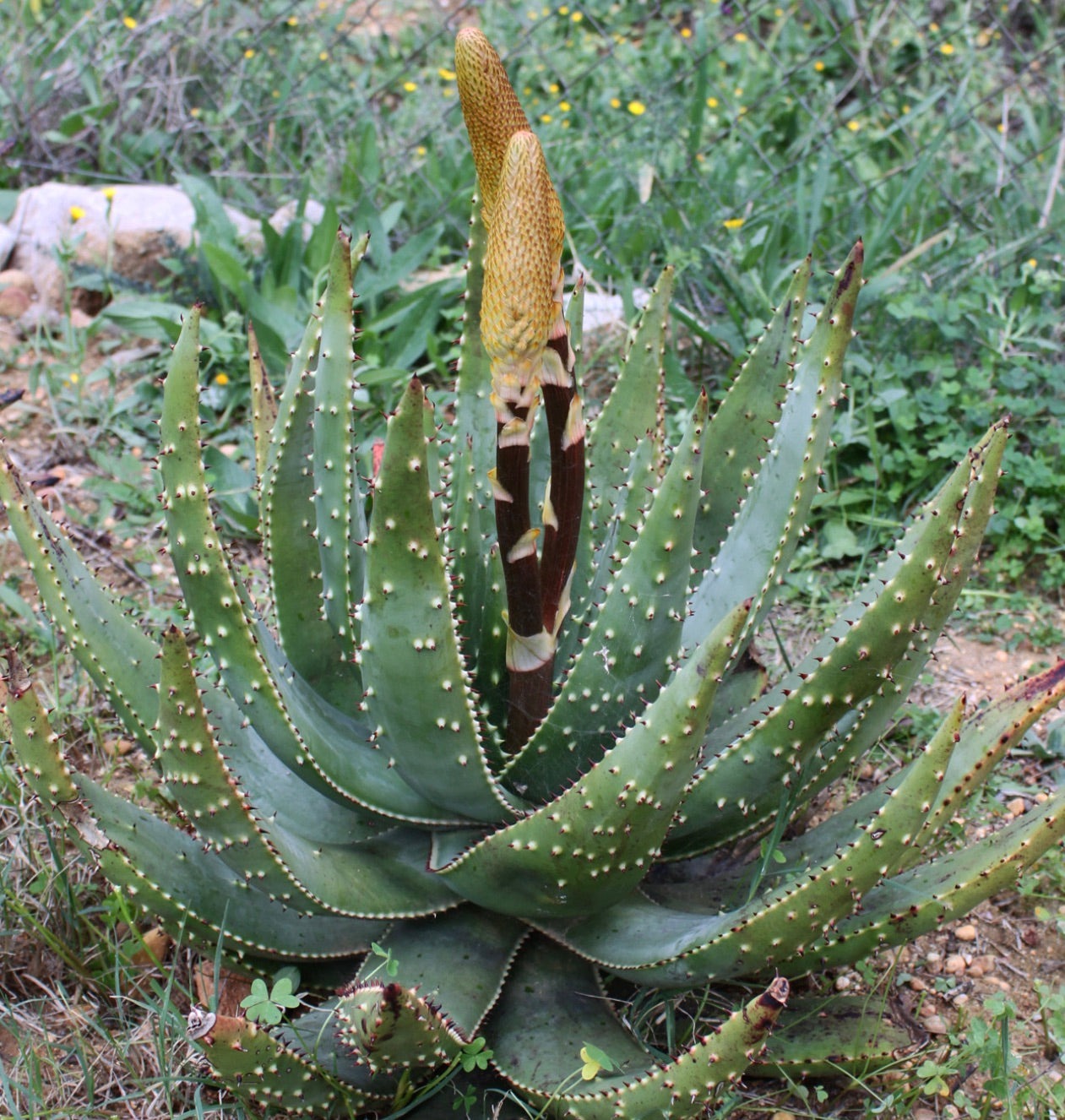 red-hot-poker-aloe-aculeata Types of Aloe Plants