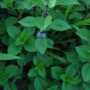 41 Types of Mint Plants (With Pictures)