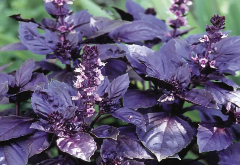 Types of Basil Plants